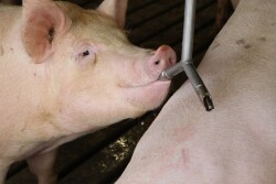 Pig Drinking