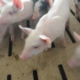 African swine fever (ASF) could be the biggest event in animal protein for years, as the devastating disease spreads beyond China’s borders.