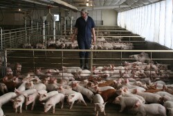 Employee checking pigs in barn