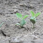 You can’t always predict the weather; but you can put plans in place so you’re ready to plant in all conditions.