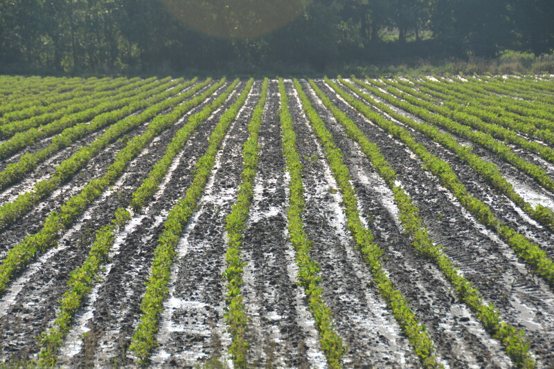 Farmers could soon have access to more accurate rainfall data.
