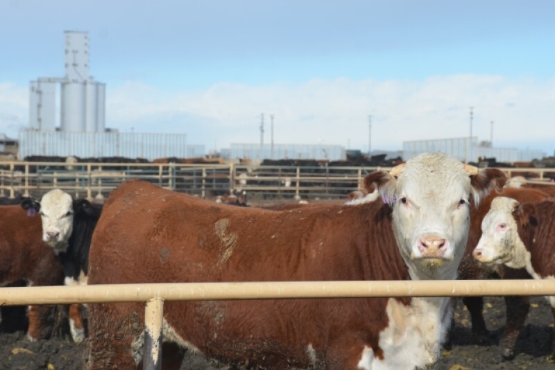 BT_Hereford_Feeder_Cattle