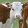 Selling more calves as it relates to cows exposed and cow input costs is a greater indication of business success for your beef producers than any other production parameter.