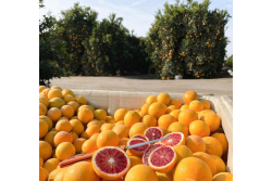 blood orange