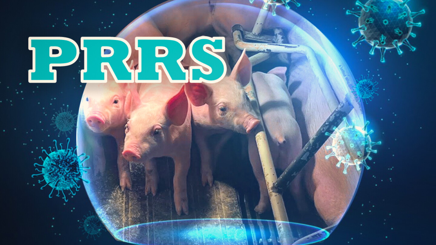 What's Happening with PRRS Right Now?