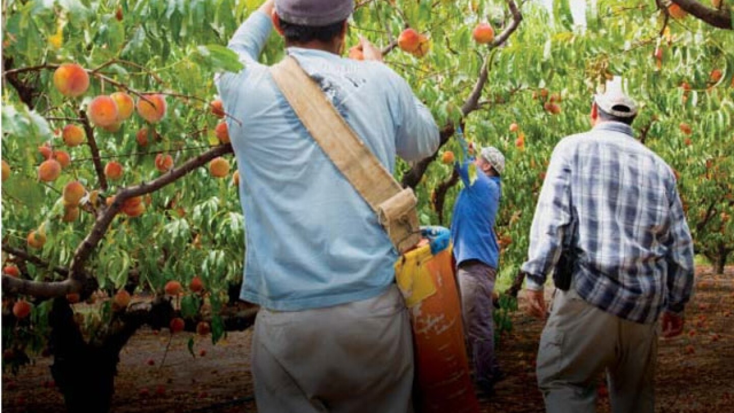 Packer Labour Lost Labor - The Packer