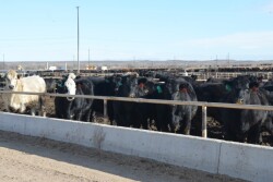 BT_Feedlot_Cattle