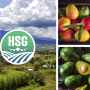 Holistic Solutions Global