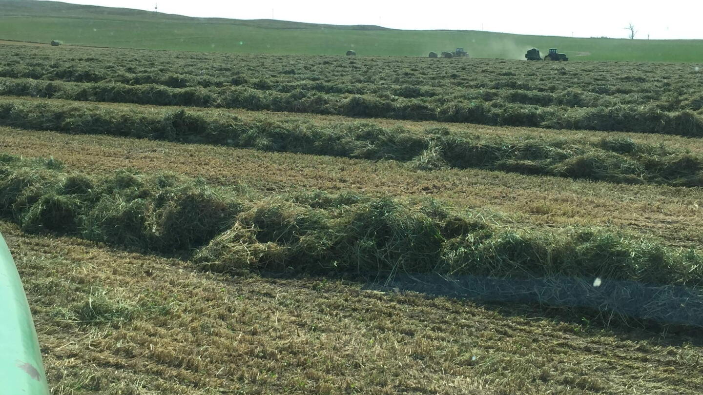 Peel: Regional Hay Issues Due to Western Drought - Drovers