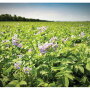 Potato-field-2020.jpg