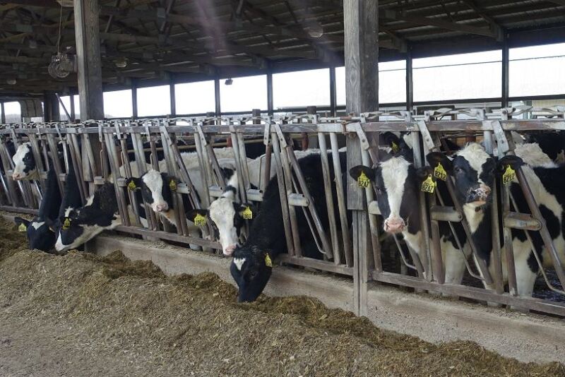 Just because a heifer can get pregnant to calve at 21 months doesn’t necessarily mean she should be bred that early. 