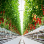 The camera is close to the floor, which is white. The photo is inside a commercial greenhouse. On the left and right are growing sections with red tomatoes. The photo shows a view of the rows extending toward the horizon. In the middle at top is a view of the white greenhouse ceiling.