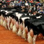 More than 2,000 head will grace the covered shavings at World Dairy Expo in October. 