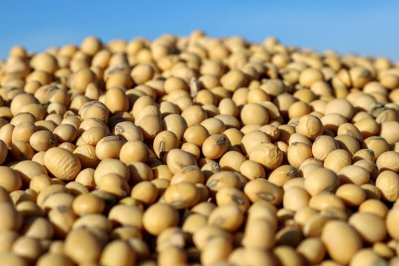 SOY
