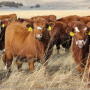 Premium Red Baldy females are hitting the market this year.