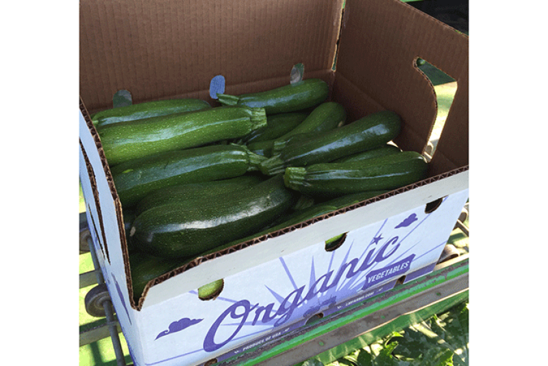 L&M has increased its acreage of organic vegetables in Florida, including zucchini.