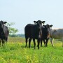 BT_Kentucky_Replacement_Heifers