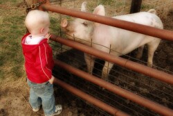 Child_and_Pig