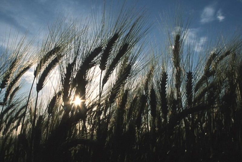 Wheat   NRCS