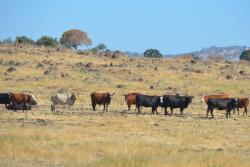 Drought cows