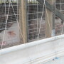 hogs-pigs-barn_(11).JPG
