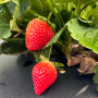 Florida Medallion strawberry
