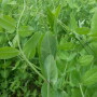 cover_crop