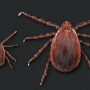 Asian Longhorned Tick - female