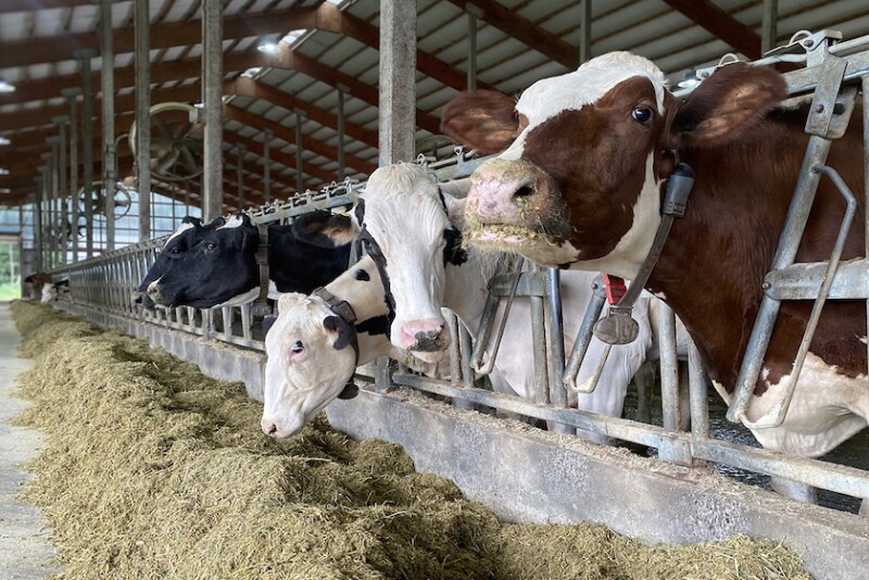 Dairy cows at feedbunk_PDPW