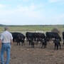 BT_Cows_Calves_Pen