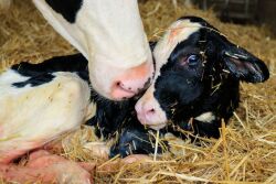 Newborn calf_Taylor Leach