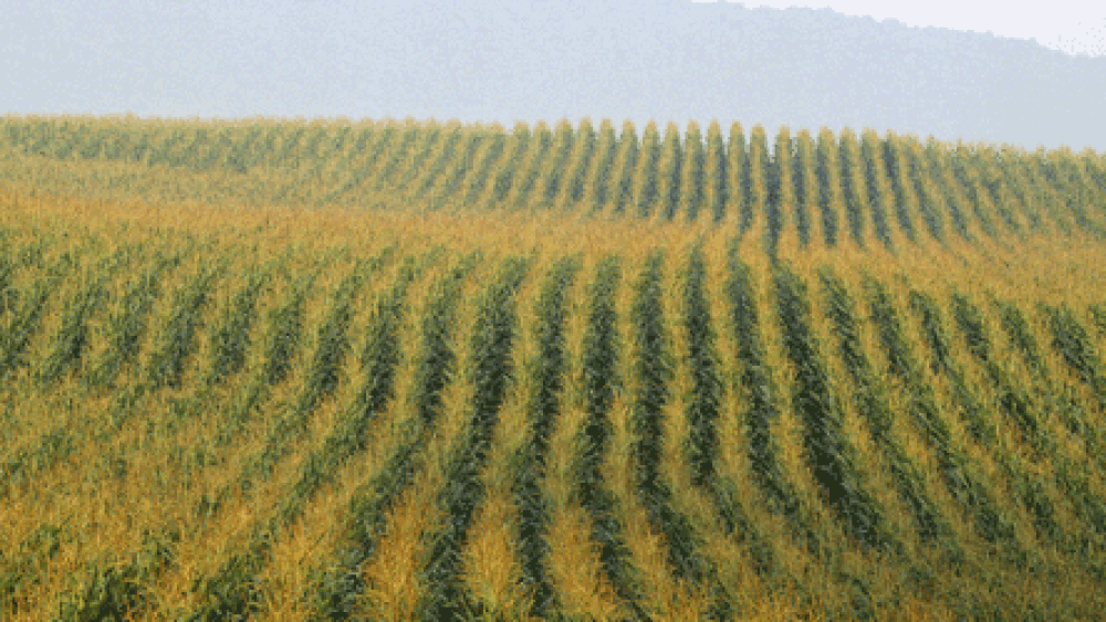corn field 
