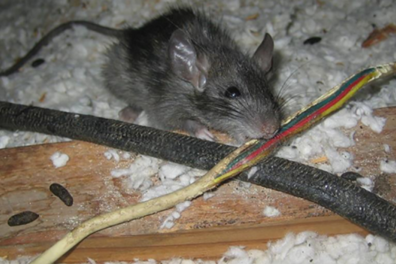 Mouse chewing on wire