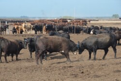 BT_Feedlot_Cattle_Head_Butt