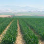 Onion field with mountains in the distance