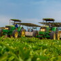 Workers harvest sweet potatoes at Livingston, Calif.-based A.V. Thomas Produce.