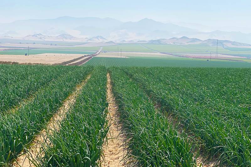 Onion field with mountains in the distance
