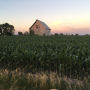 Iowa_corn_farmland_barn_farm