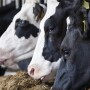 Dairy Cows Feedbunk_Adobe Stock