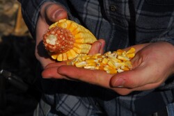 Cedar Rapids is home to major corn processing facilities which see more than 1,200 trucks of grain a day. 