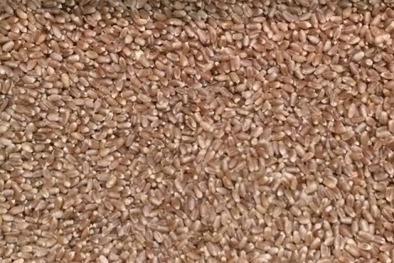 hard_red_spring_wheat_seed