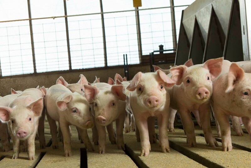 Pigs