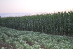 Breeders are advancing disease tolerance in corn and soybeans.