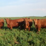 Mushrush_Argentina_Heifers.jpg