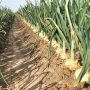 Vidalia crop volume and quality will still be good, despite some rain and hail that did a little damage. Sizing will be more medium.