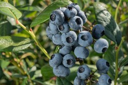 Chilean Blueberry Committee