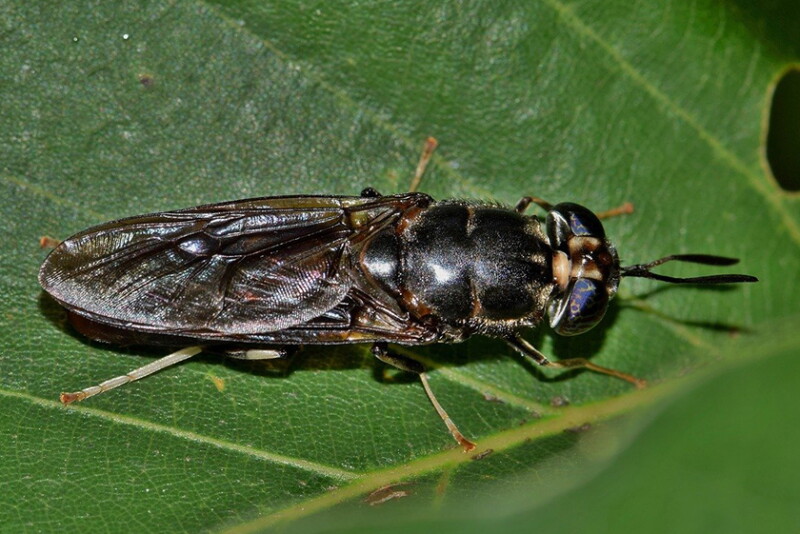 Black Soldier Fly