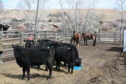 Synchronization with fixed-time insemination can reduce labor and animal handling when compared with AI systems that use estrus detection, but some tests have shown reductions in AI conception rates.