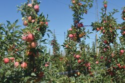 In the late 1980s, the industry faced the “Alar scare”—alarm over a chemical used to keep apples on the tree longer to boost shelf life. High-profile media exposure during this era spread misinformation on a grand scale.