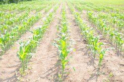 You might be seeing yellow corn across the countryside this week.